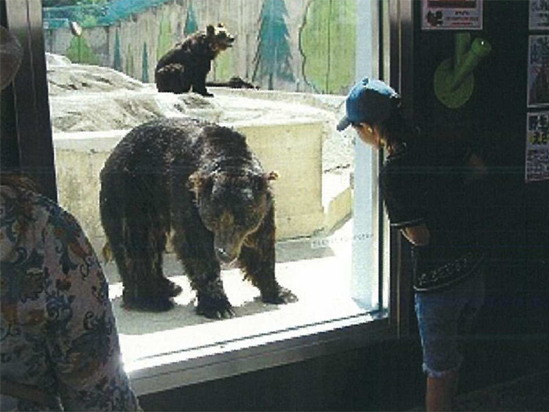 動物園ヒグマ観覧施設設計